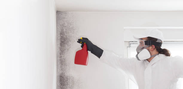 Trusted Williamstown, NJ Mold Remediation Experts