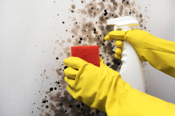 Reliable Williamstown, NJ Mold Remediation Solutions