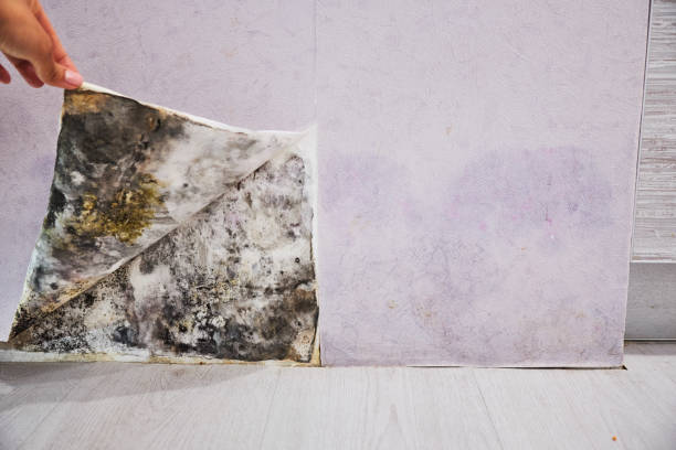 Best Localized Mold Remediation (e.g., coastal areas, humid climates) in Williamstown, NJ